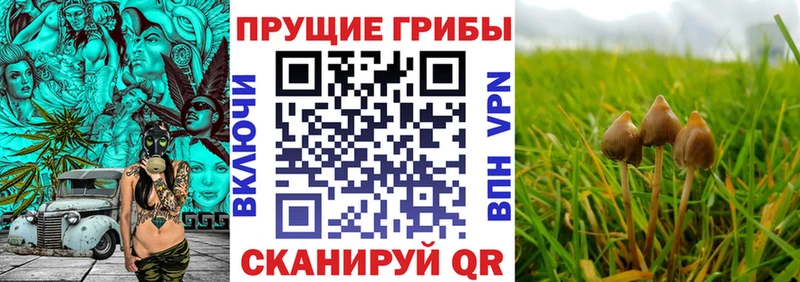 Купить где  Радужный  Псилоцибиновые грибы мухоморы 